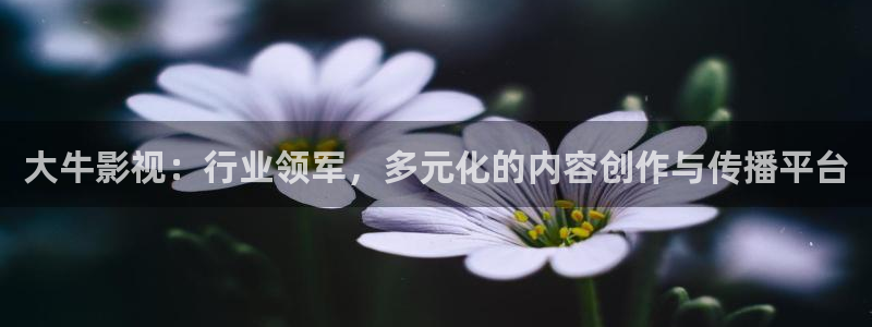黑蚂蚁 电视剧