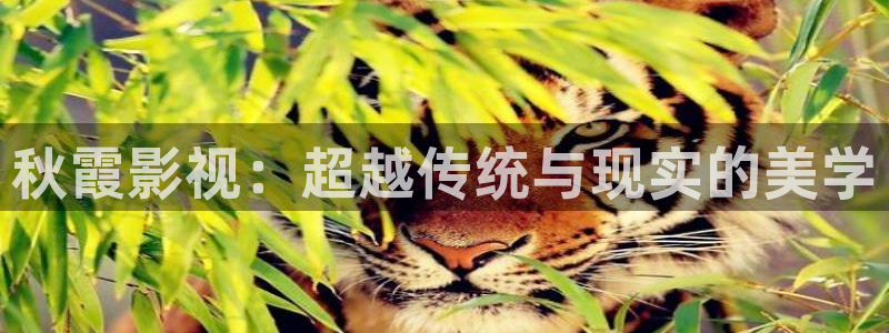 黑蚂蚁电视剧大全